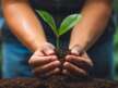 Plan de Reforestación Escárrea: un compromiso con el medio ambiente